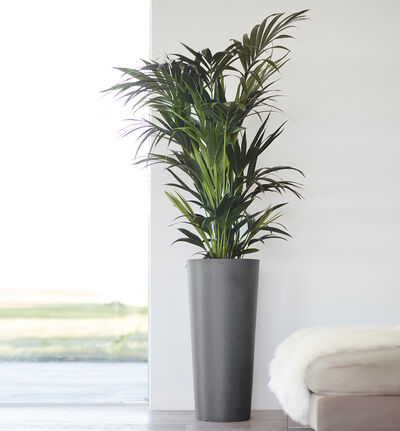 Ecopots Amsterdam høy grå H50 cm Ecopots Amsterdam høy grå H50 cm